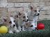 PoulaTo: Κουτάβια Welsh Corgi Pembroke